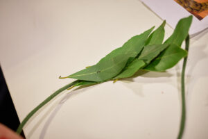 108_FILTDK_2023-05-21_esiseppeleensitojaiset_R5_0408_web